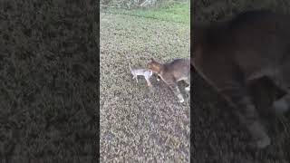 Our Bobcat House cat mix quotJoequot is a SAVAGE cat shorts [upl. by Aonehc]