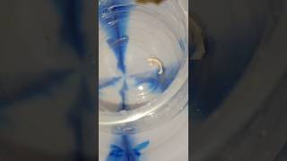 Betta fish breeding in tamil bettabreeding bettabreedingstepbystep [upl. by Huntlee624]