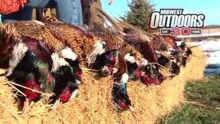 MidWest Outdoors 1596  Pheasant Hunting in Huron South Dakota [upl. by Crichton698]