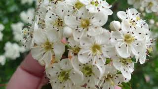 Tincture of hawthorn  one of the most medicinal plants in the world [upl. by Ob]