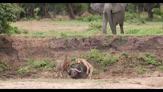 What happens Next Buffalo vs Lion vs Elephant on Safari in Africa 4K [upl. by Estel]