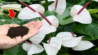 1 Cup Per Week Anthurium Grows Fast And Blooms Hundreds Of Flowers Immediately [upl. by Eben158]