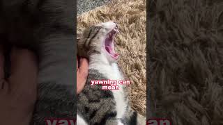 Why does your cat yawn at you 😺 [upl. by Craw]