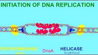 DNA REPLICATION HELICASE AND TOPOISOMERASE [upl. by Leivad330]