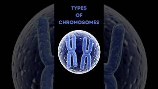 4 Types of Chromosomes Explained in 60 Seconds 🧬 [upl. by Dwight]