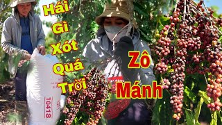 Mót Cà Phê Cuối MùaGiá Cà Phê Tăng MạnhKiếm Tiền Tết2024KaPhuongVlog [upl. by Forest]