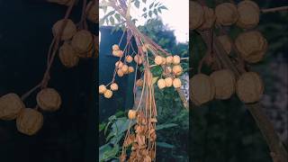 Chinaberry  Melia azedarach  Bead tree Neem Tree trees neem chinabarry nature beautiful [upl. by Burrow]