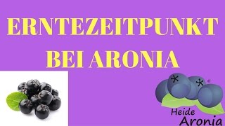 Der richtige Erntezeitpunkt bei Aronia  Wann werden Aroniabeeren geerntet [upl. by Safir]