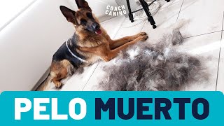 Furminator  Cepillo deslanador para perros 😱 Descubre como eliminar el pelo muerto de tu perro [upl. by Noryd]