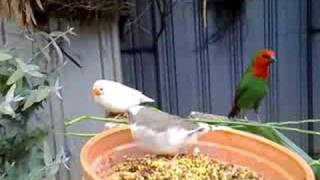 My friends Red Faced Parrot Finches [upl. by Llemrej524]