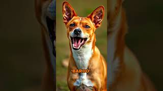 Introducing the Basenji quietdog rarebreed [upl. by Caitrin564]