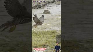 Chim cắt truy đuổi vịt chạy rất nhanh và thoát thân  Falcon chasing duck [upl. by Hepsiba]