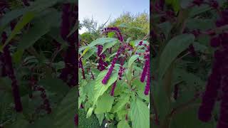 Super interessante e linda está planta chamada de Amaranthus caudatus amaranthus caudatus [upl. by Snej]