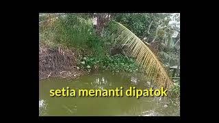 Spot Mancing di Handil Gayam [upl. by Pegma]