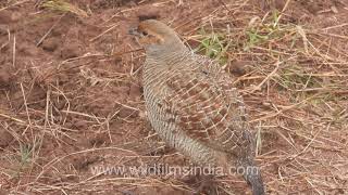 Grey Francolin or Partridge makes soft clucking call  Locally called Safed Teetar [upl. by Yerac]