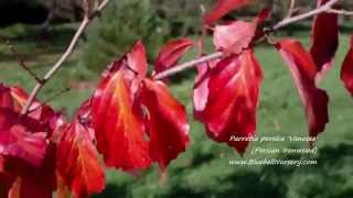 Parrotia persica Vanessa Persian Ironwood [upl. by Ruthy]