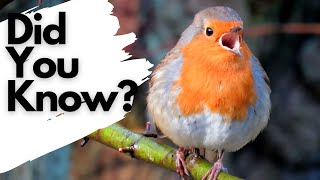 Things you need to know about ROBINS [upl. by Snilloc284]