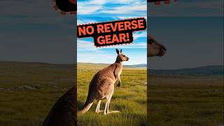 Why KANGAROOS Cant Hop Backwards facts animalfacts didyouknow shorts animals wildlife [upl. by Dombrowski]