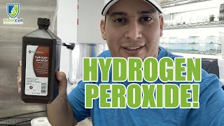 How to Germinate Seeds with Hydrogen Peroxide A StepbyStep Guide [upl. by Neehsuan]