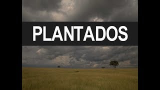 Plantados Ernesto Diaz Rodriquez [upl. by Akinar540]