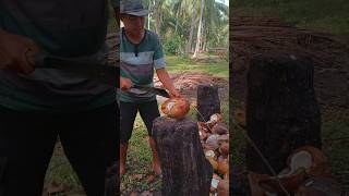 Belah Kelapa ijo coconut kelapa [upl. by Lalo]