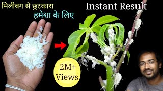 How to Easily remove Mealybugs INSTANTLY using organic Pesticide [upl. by Rodmun414]