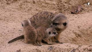 Nachwuchs bei den Erdmännchen im Zoo Berlin  Four Meerkat babys at Zoo Berlin [upl. by Alyose]