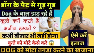 Puppy and Dog ko Mota and Healthy Kaise Banane के तरीके [upl. by Perrie]