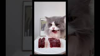 Cat Mukbang ASMR Eps 168 cat catlover cateating catasmr asmrcat [upl. by Imogen56]