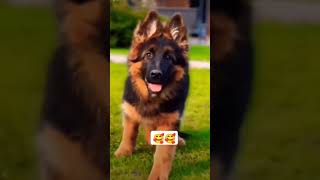 Jerman shepherd dog puppy video 🐕🐕🐕 dog puppy jermanshepherd shorts viral [upl. by Donata]