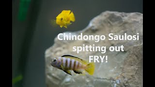 Chindongo saulosi Pseudotropheus spitting out fryand swallowing them back up [upl. by Namdor585]