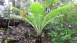 Growing Ostrich Fern [upl. by Yrrok932]