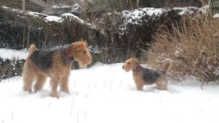 Airedale Terrier Lenny amp Welsh Terrier Martin 11 [upl. by Rosana951]