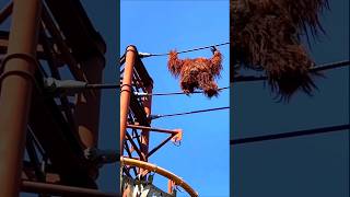 Orangutans are super intelligent just like humans shorts wildlife [upl. by Mosira]