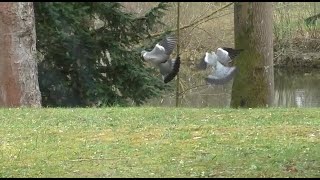 Balztanz der Ringeltauben im Rudolspark [upl. by Bettzel]