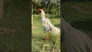 pulli pattas rooster birds seval kattuseval tamilnaduaseel aseelmurga aseel thalaivarline [upl. by Kirwin13]