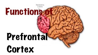 Medical Video Lecture PHYSIOLOGY Functions of Prefrontal Cortex [upl. by Alyacim]