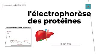 Comprendre et interpréter lélectrophorèse des protéines [upl. by Ahsiket]