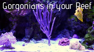 Photosynthetic Gorgonians in your Reef Aquarium [upl. by Neeron]