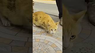 Rescue Cat Miracle Man Assists Crying Kittens and Their Dying Mother Unbelievable Outcome [upl. by Jelena171]