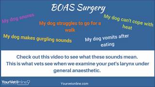 Why My Dog Cant breathe  Brachycephalic Airway Syndrome [upl. by Dublin]