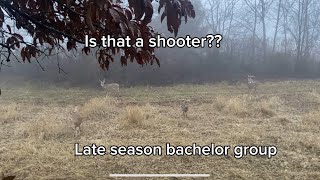 Late Season bachelor group comes out while bow hunting Who would have shot one [upl. by Nipsirc435]