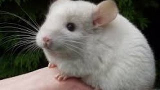 Chinchilla funny videos Chinchilla playing Animals for kids [upl. by Gambell]