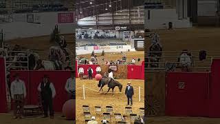 Horse Auction 135000 [upl. by Yerrot]