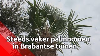 Steeds meer ook in Brabant de palmboom [upl. by Leandra]