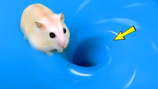 🔴🌊 DIY Hamster Maze 🐹 Hamster Escapes Maze Whirlpool 😱 hamstermaze mazediytraps [upl. by Scribner]