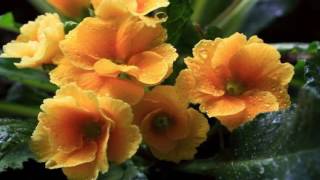 Primula flower HD1080p [upl. by Raychel]