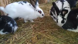 Conejos Oryctolagus cuniculus Rabbit [upl. by Yraccaz]