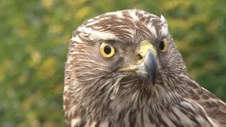 Goshawks on pheasants and rabbits [upl. by Ijat]