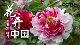 《花开中国》第五集 牡丹  CCTV纪录 [upl. by Heger]